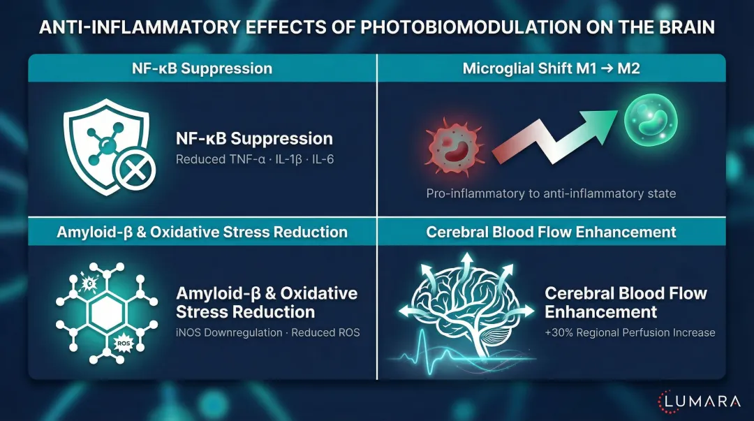 Four key anti-inflammatory mechanisms of red light therapy on brain tissue infographic
