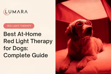 Red light therapy for dogs: evidence for osteoarthritis, post-surgical recovery, and soft tissue injury