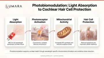 Photobiomodulation mechanism for cochlear support: from light absorption to mitochondrial activity and hair cell protection