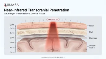 Near-infrared transcranial penetration: wavelength transmission through scalp, skull, and meninges to cortical tissue