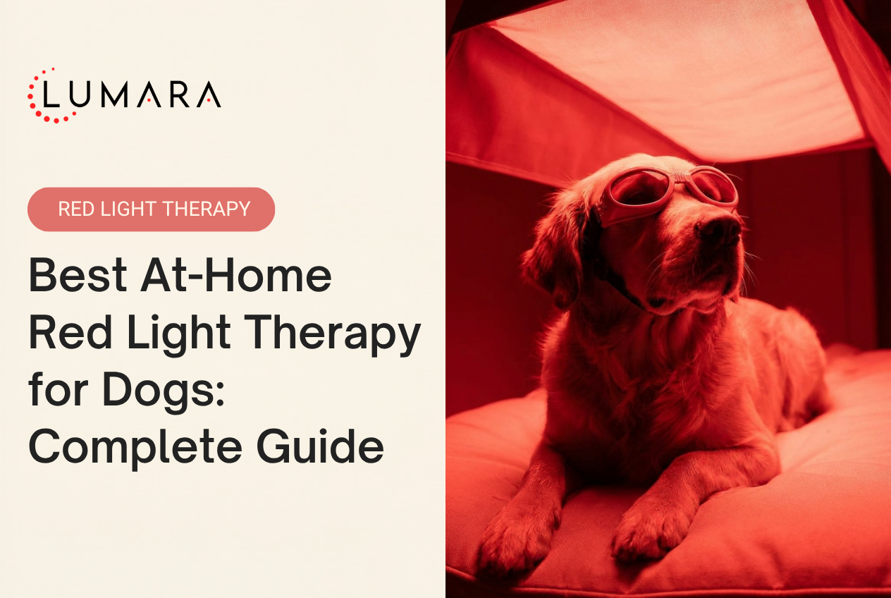 Red Light Therapy for Dogs: What Works, What to Look for, and How to Use It