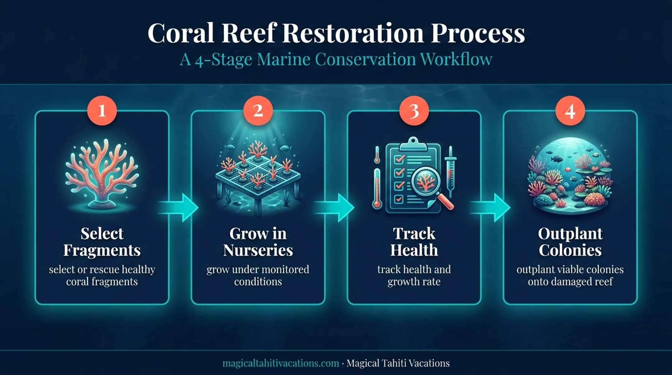 Four-stage coral gardening restoration process infographic