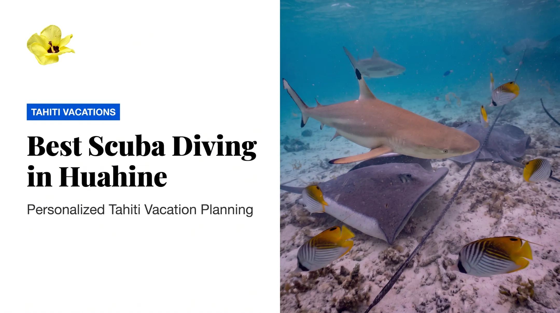 Best Scuba Diving in Huahine