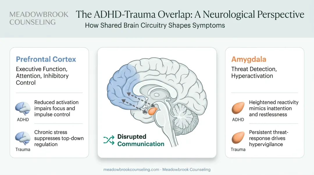 ADHD and trauma brain regions overlap prefrontal cortex amygdala diagram