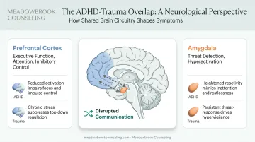 ADHD and trauma brain regions overlap prefrontal cortex amygdala diagram