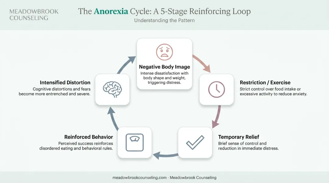 5-step anorexia reinforcing cycle from body dissatisfaction to relapse