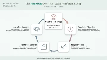 5-step anorexia reinforcing cycle from body dissatisfaction to relapse