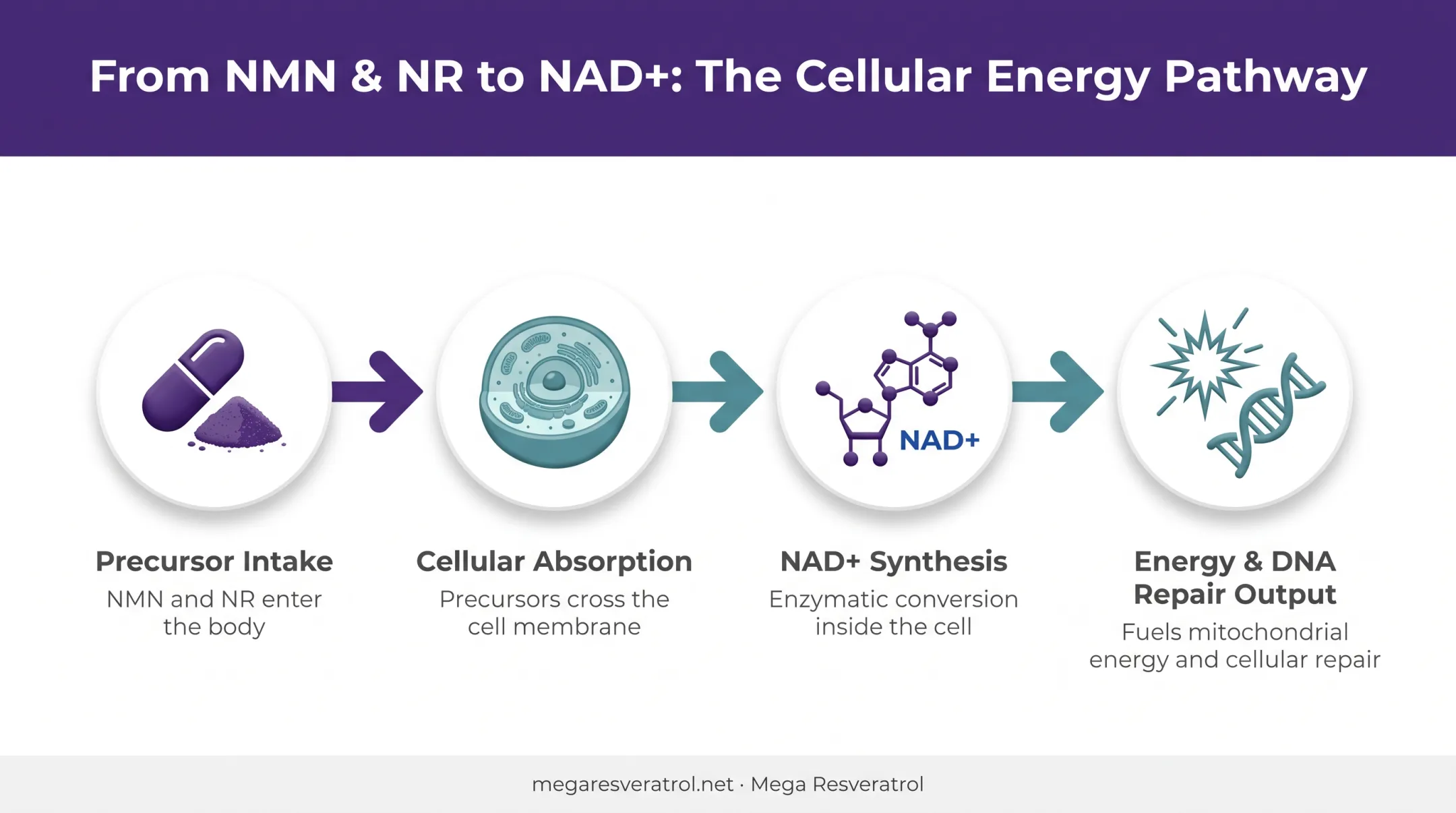 NAD+ precursor biochemical pathway showing NMN and NR conversion to cellular energy