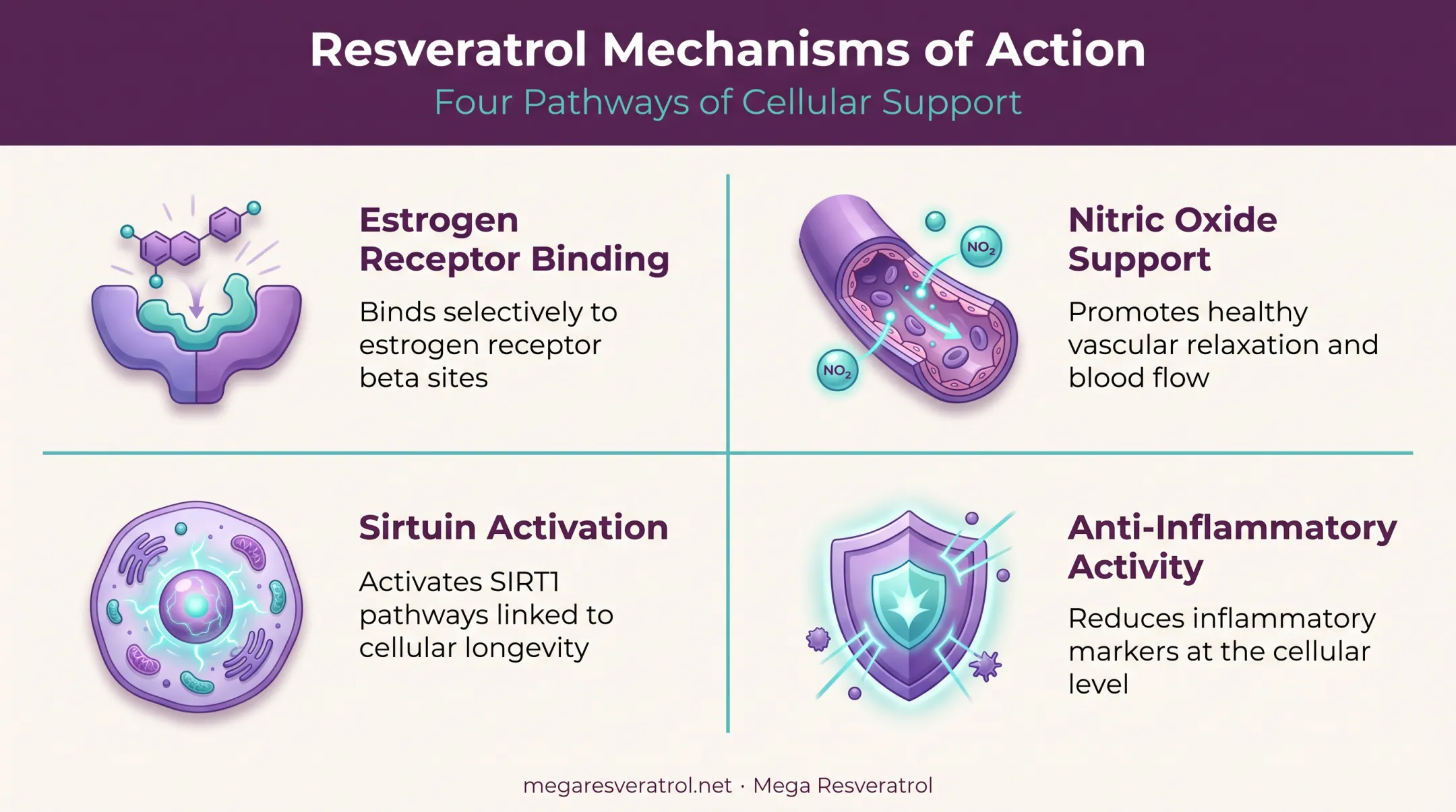 Four mechanisms of resveratrol action in menopausal women diagram