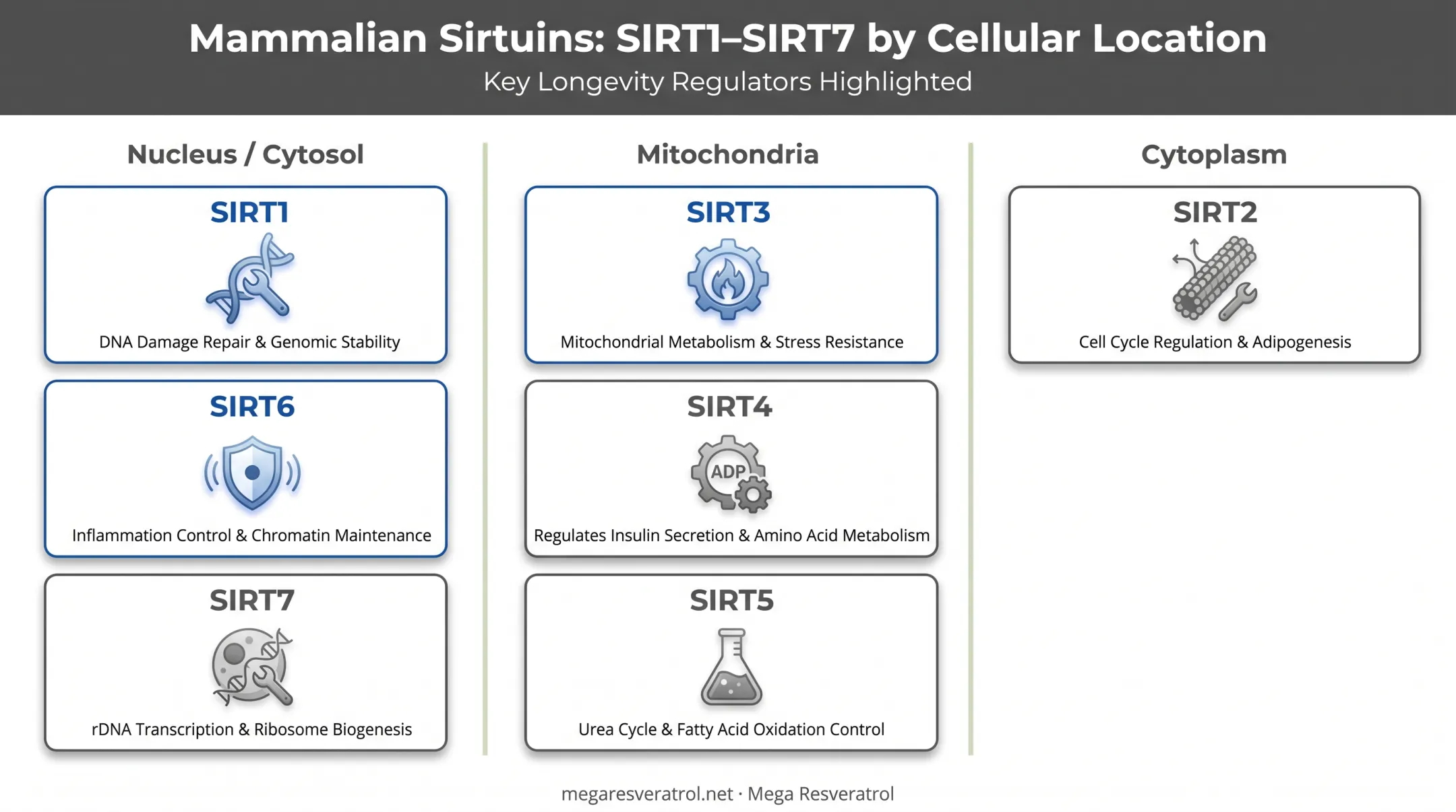Seven sirtuin proteins SIRT1 through SIRT7 functions diagram