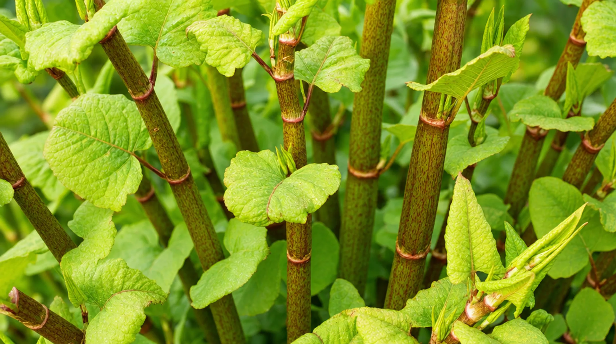 Japanese knotweed plant source of natural trans-resveratrol extract