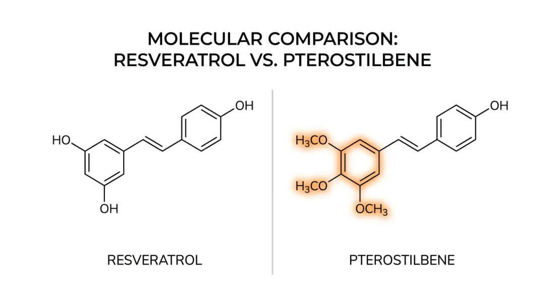 Pterostilbene and resveratrol molecular structures side-by-side scientific comparison