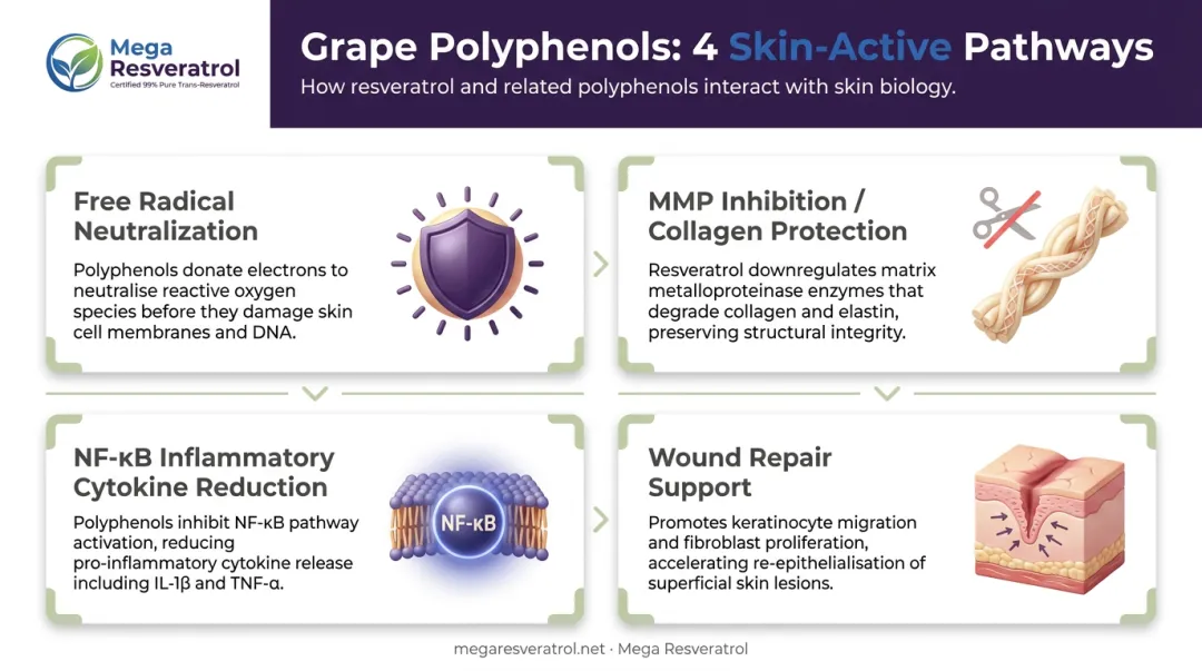 Four grape polyphenol skin protection mechanisms antioxidant collagen MMP inflammation infographic