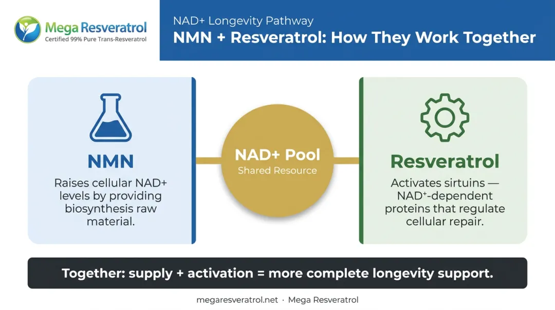 NMN versus resveratrol complementary roles in NAD+ and sirtuin pathway
