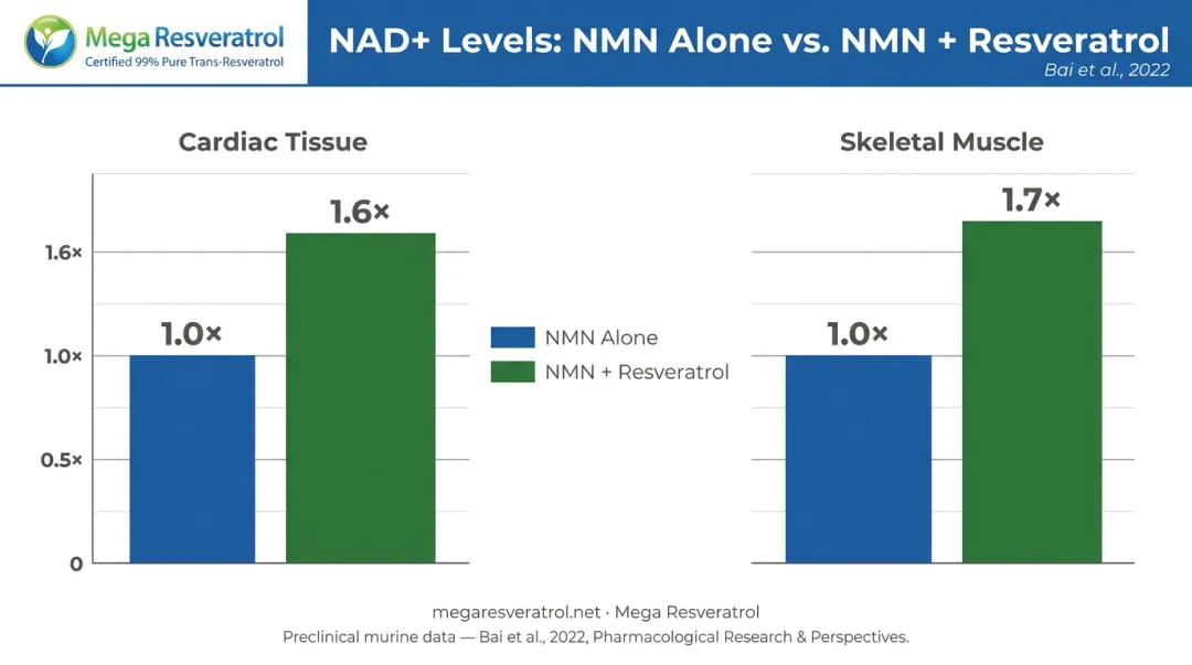 NMN and resveratrol NAD+ synergy showing 1.6x cardiac and 1.7x muscle tissue increase