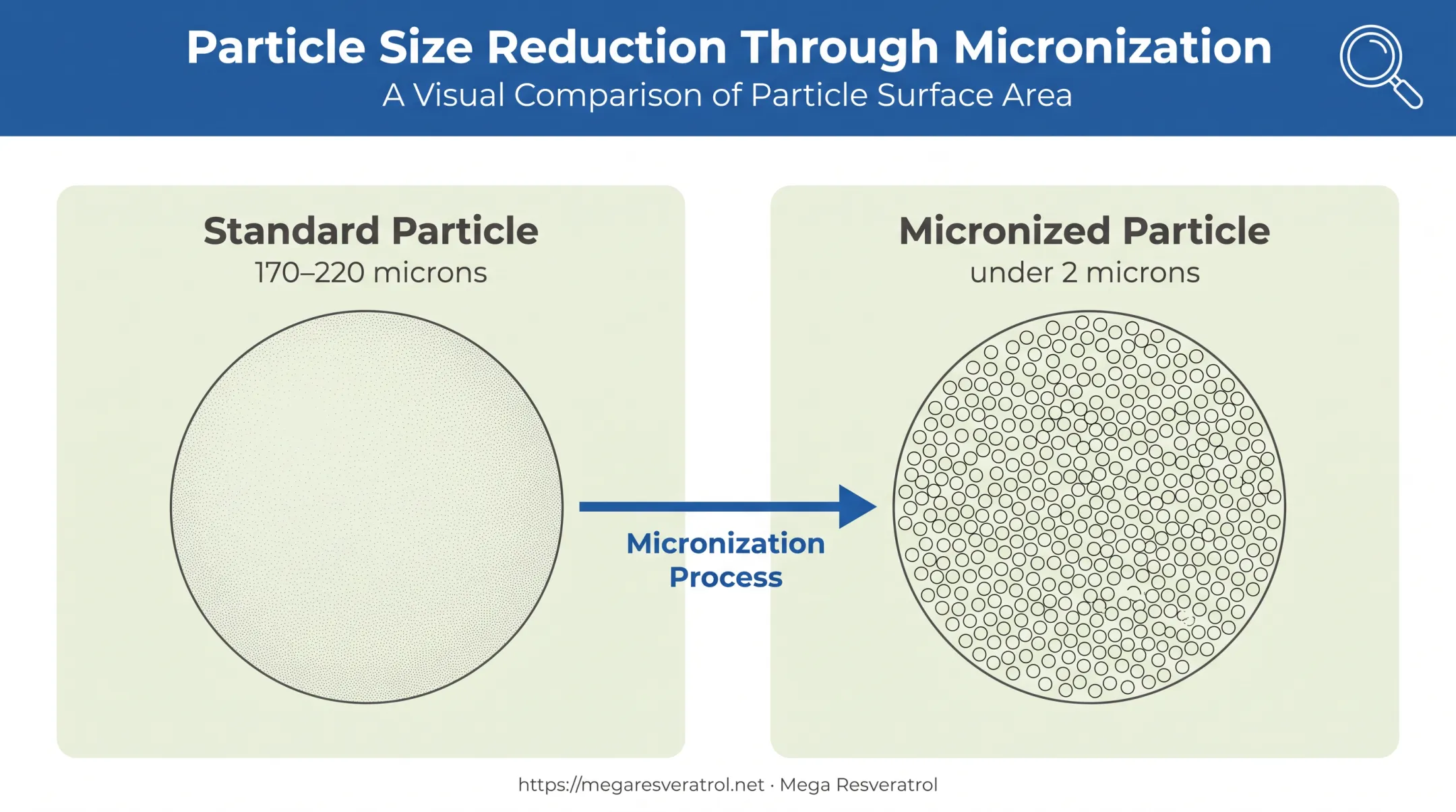 Micronization process comparing standard versus sub-2-micron resveratrol particle size