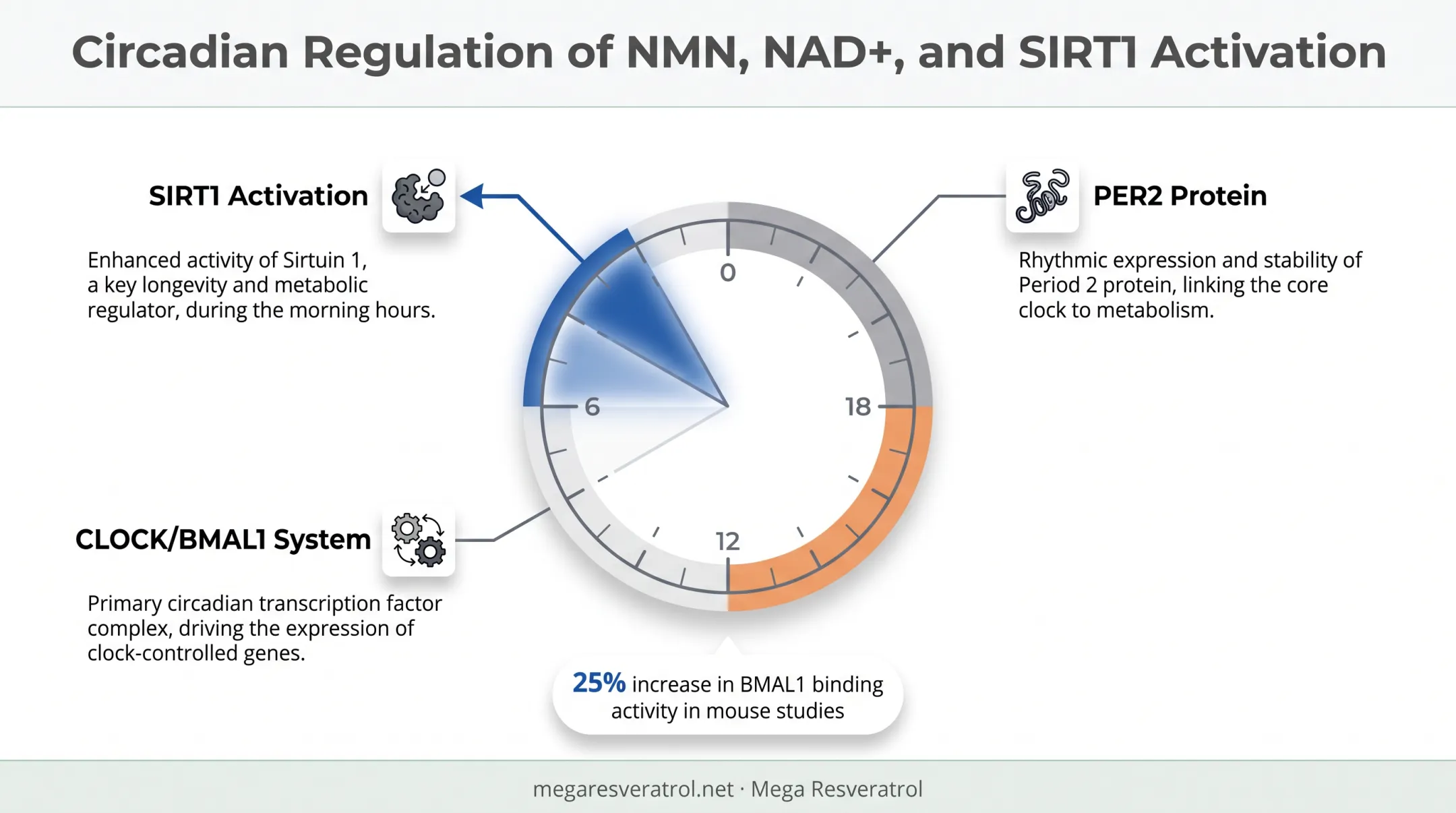 NAD+ circadian rhythm and NMN timing mechanism diagram