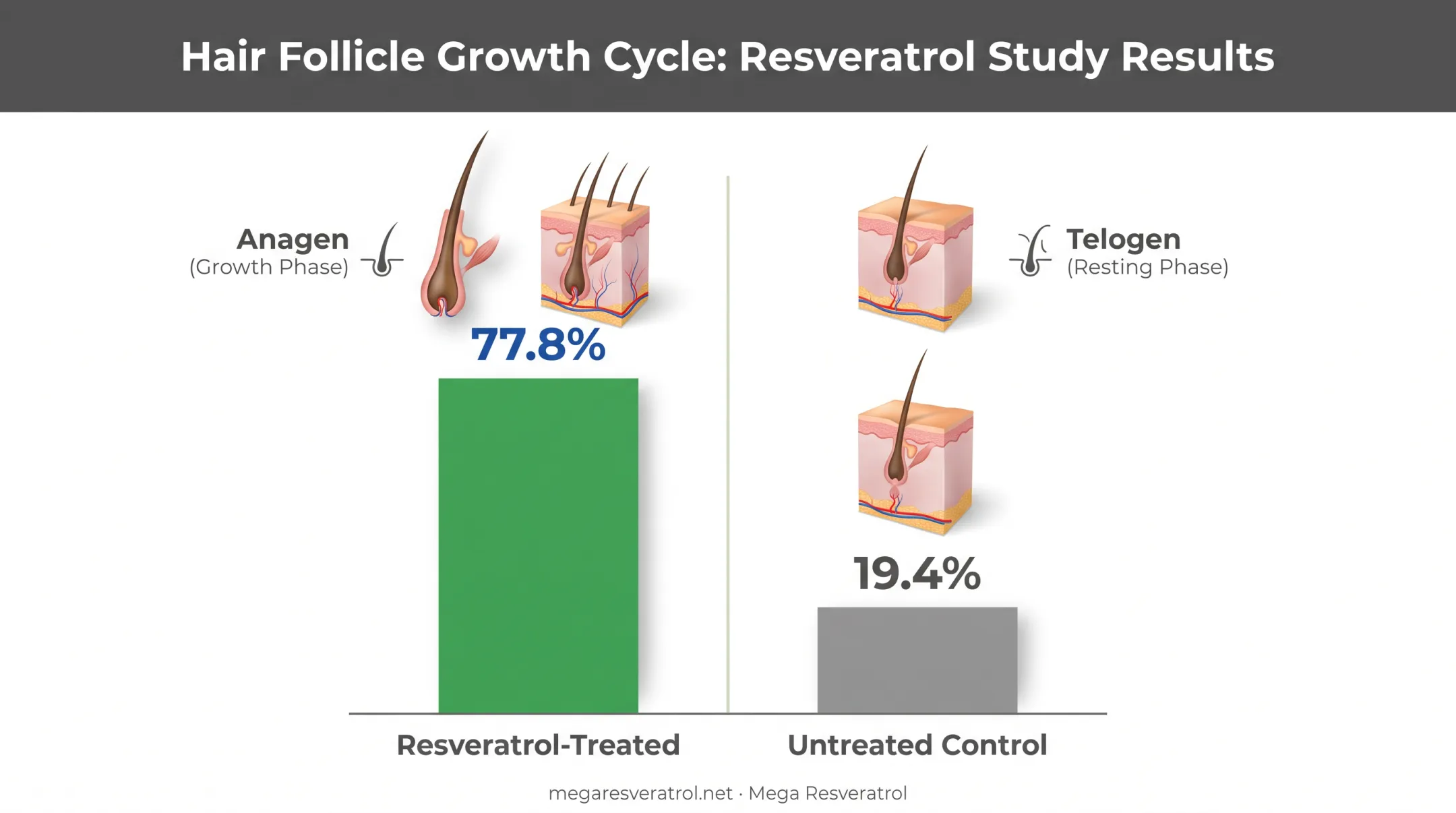 Hair follicle growth cycle showing anagen and telogen phase comparison