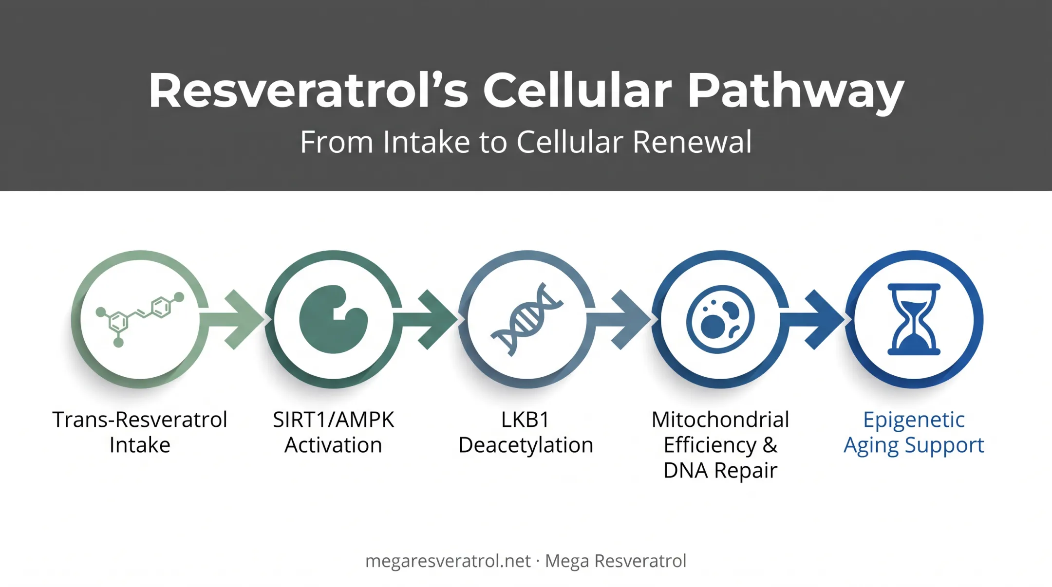 Resveratrol sirtuin activation pathway from SIRT1 to cellular aging benefits