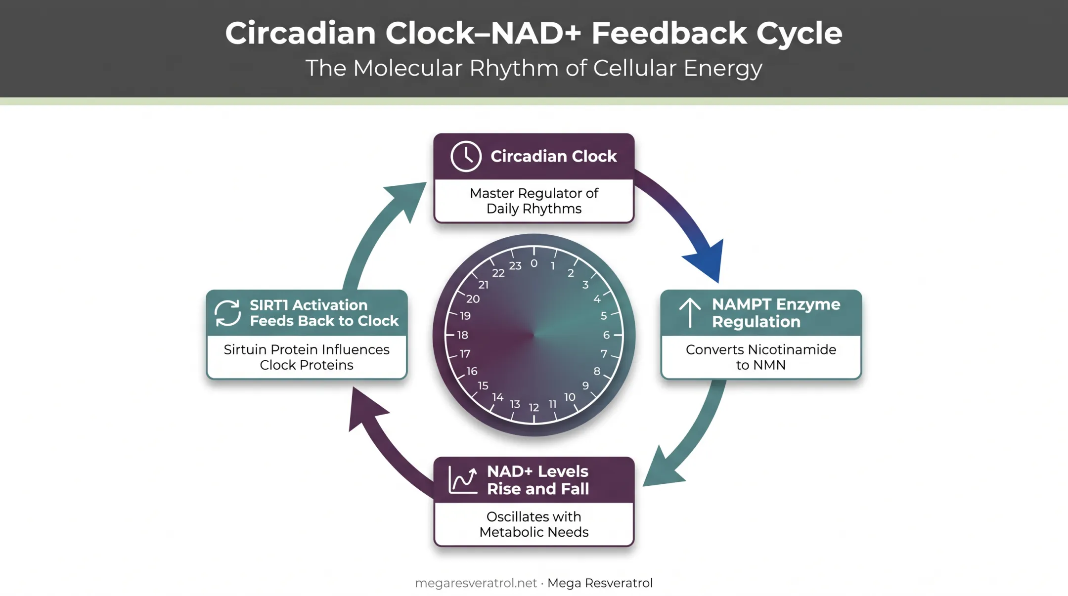 Circadian rhythm cycle showing NAD+ NAMPT and SIRT1 feedback loop