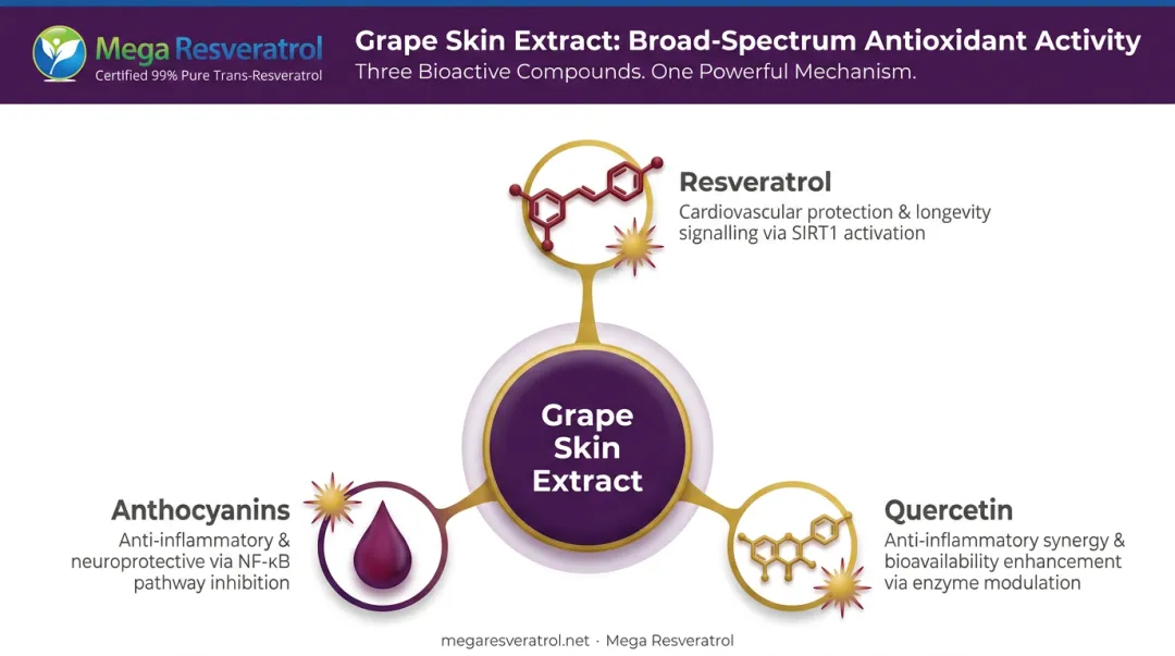 Grape skin extract multi-polyphenol antioxidant mechanisms and free radical neutralization pathways