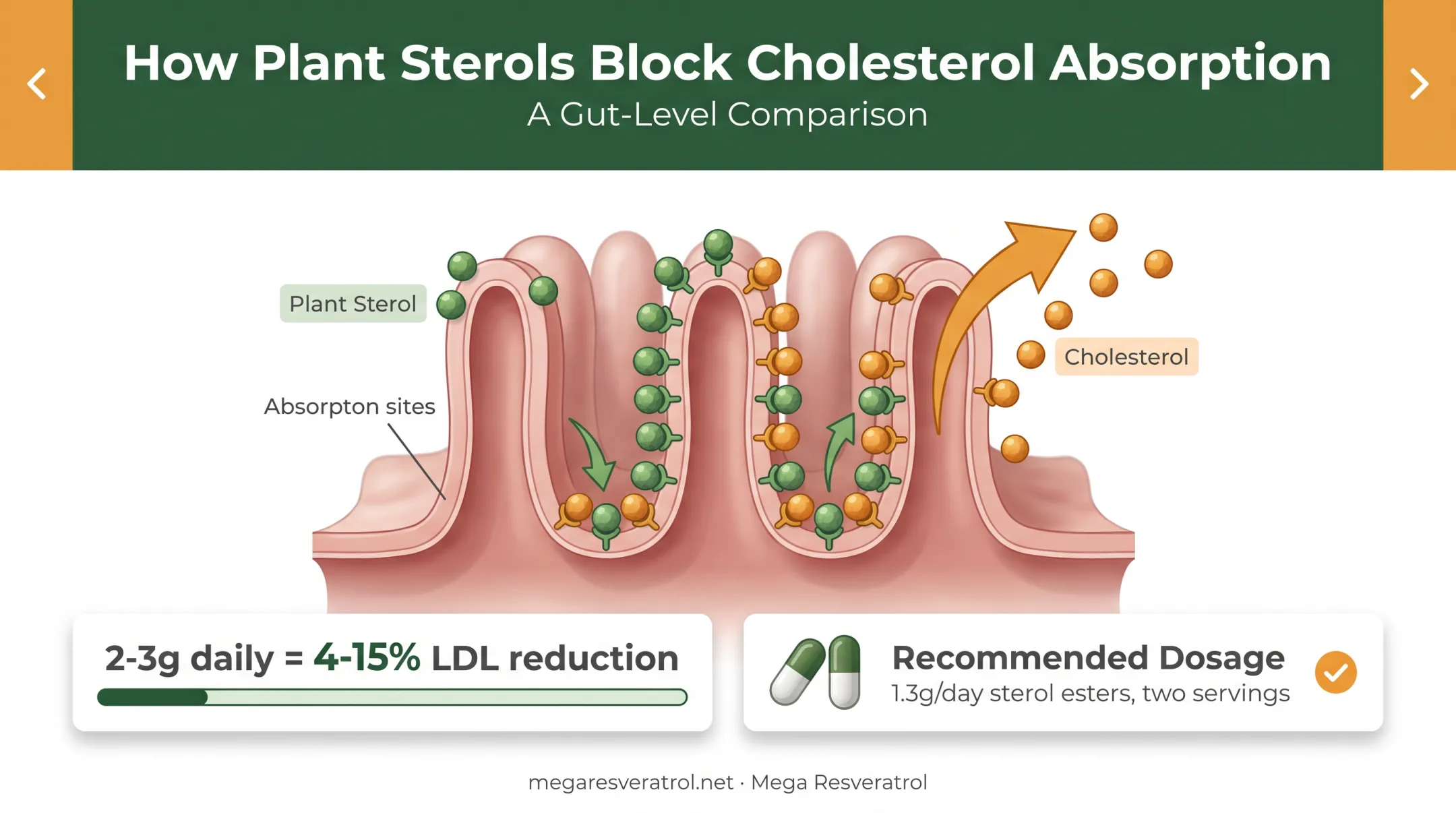 Plant sterols LDL cholesterol reduction mechanism and dosage chart