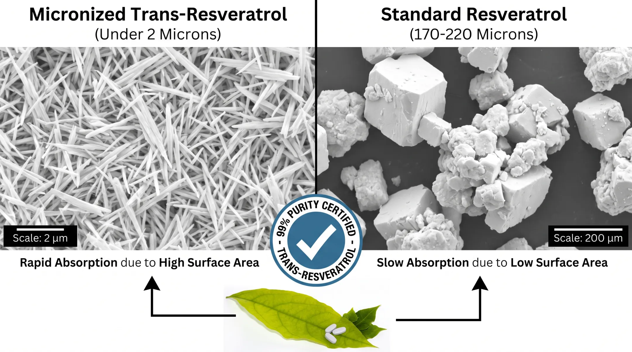 Micronized trans-resveratrol particle size compared to standard resveratrol powder