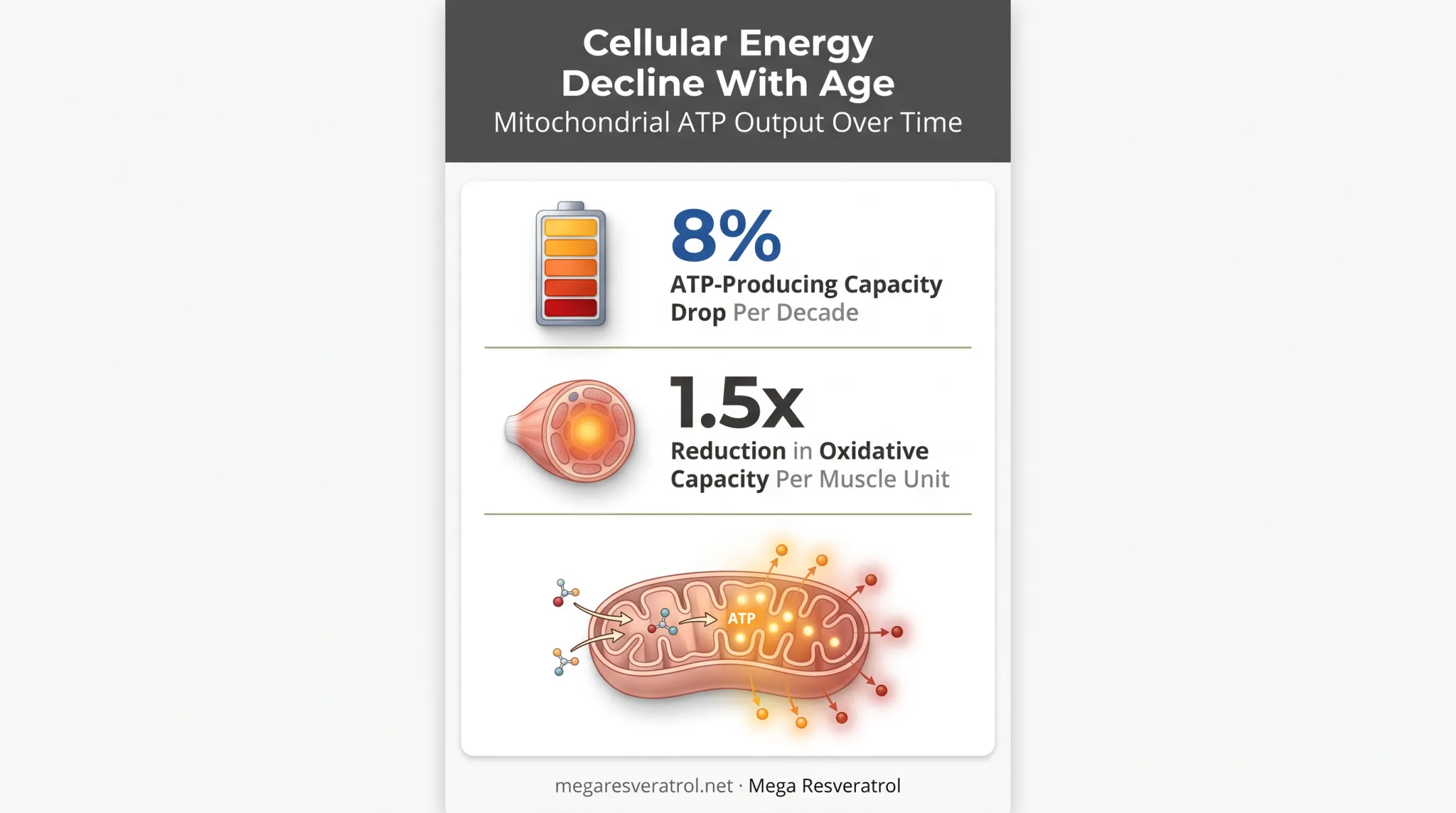 Mitochondrial energy decline statistics in aging women over 50