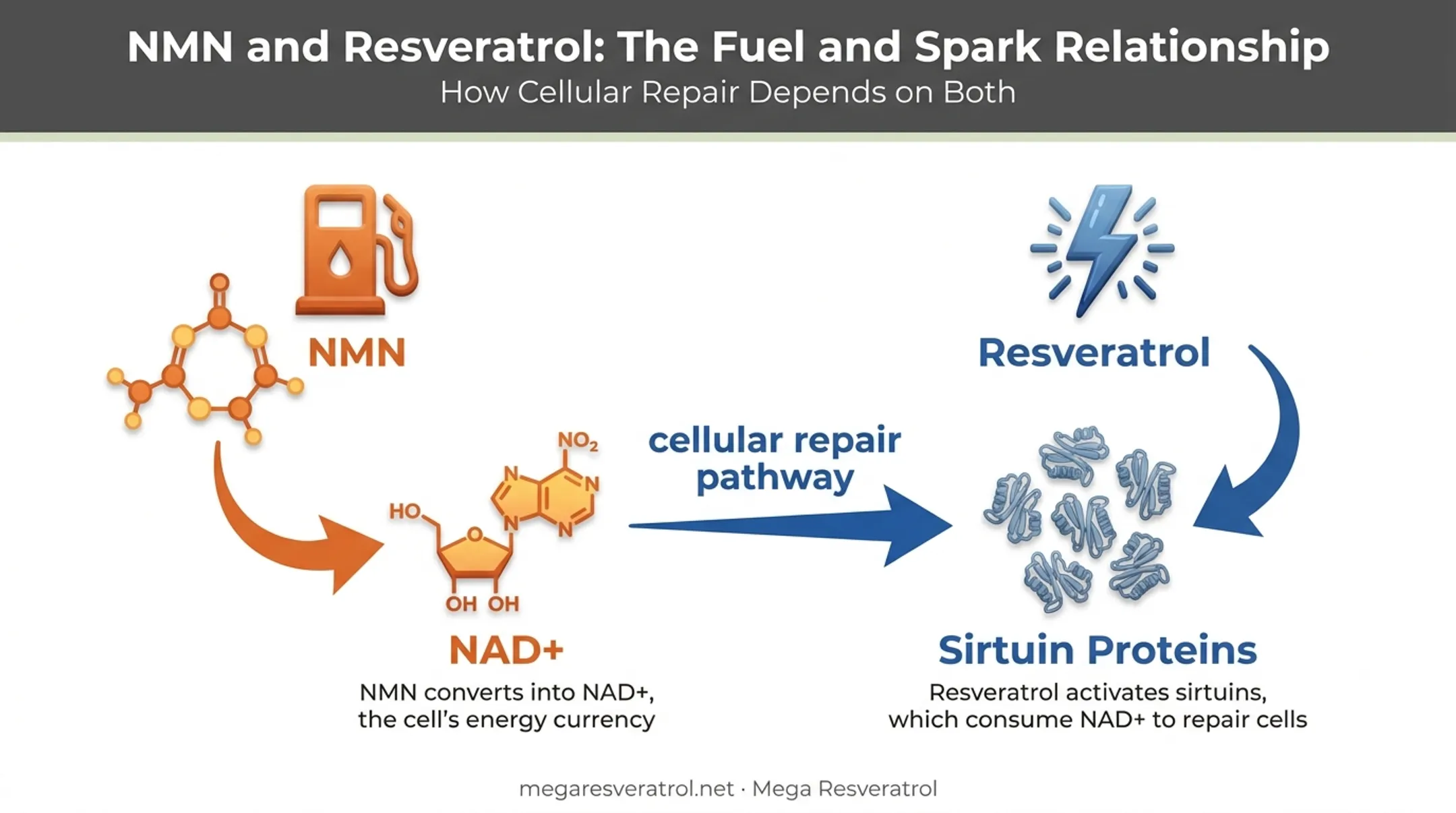 NMN and resveratrol fuel and spark biological pathway diagram