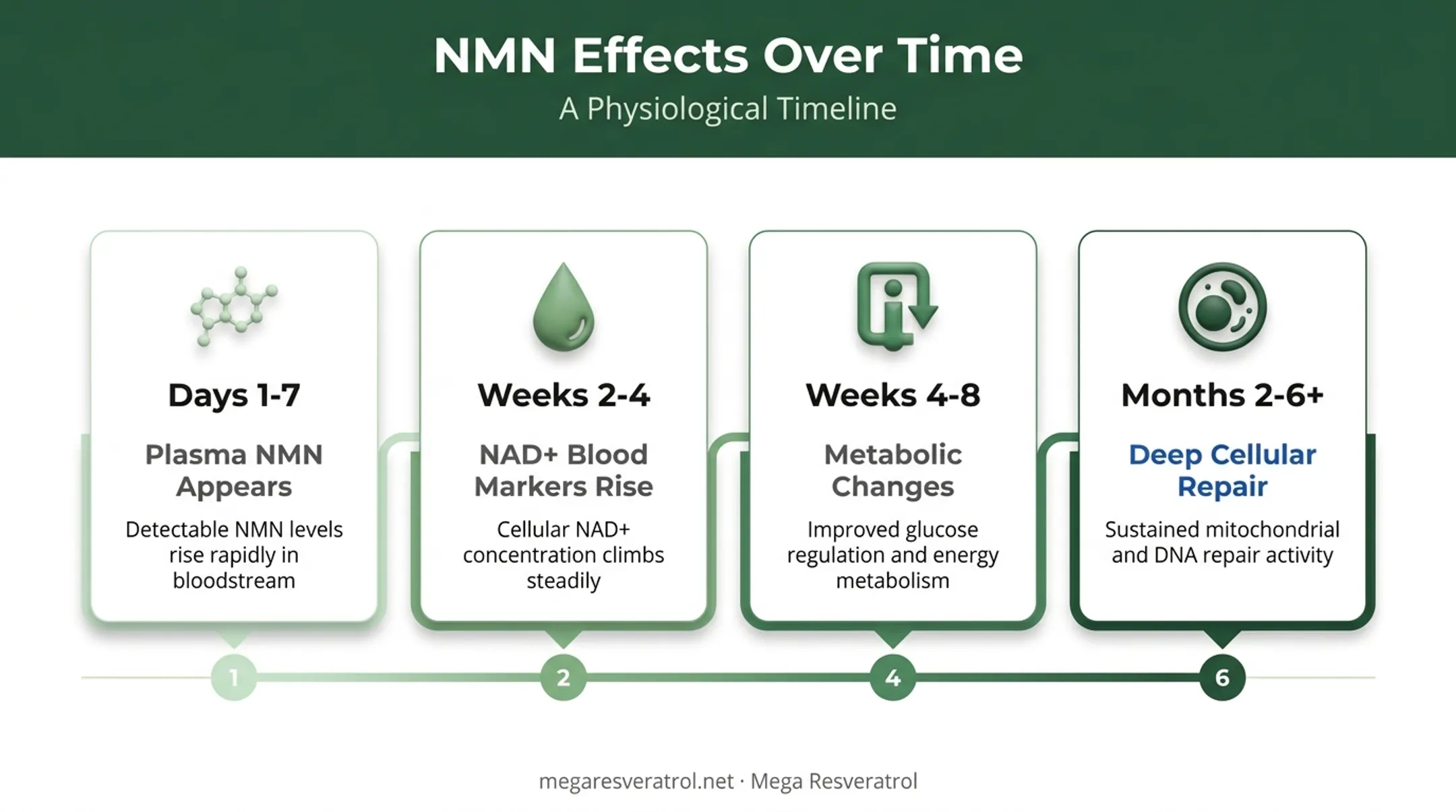 NMN results timeline from day one through six months of use