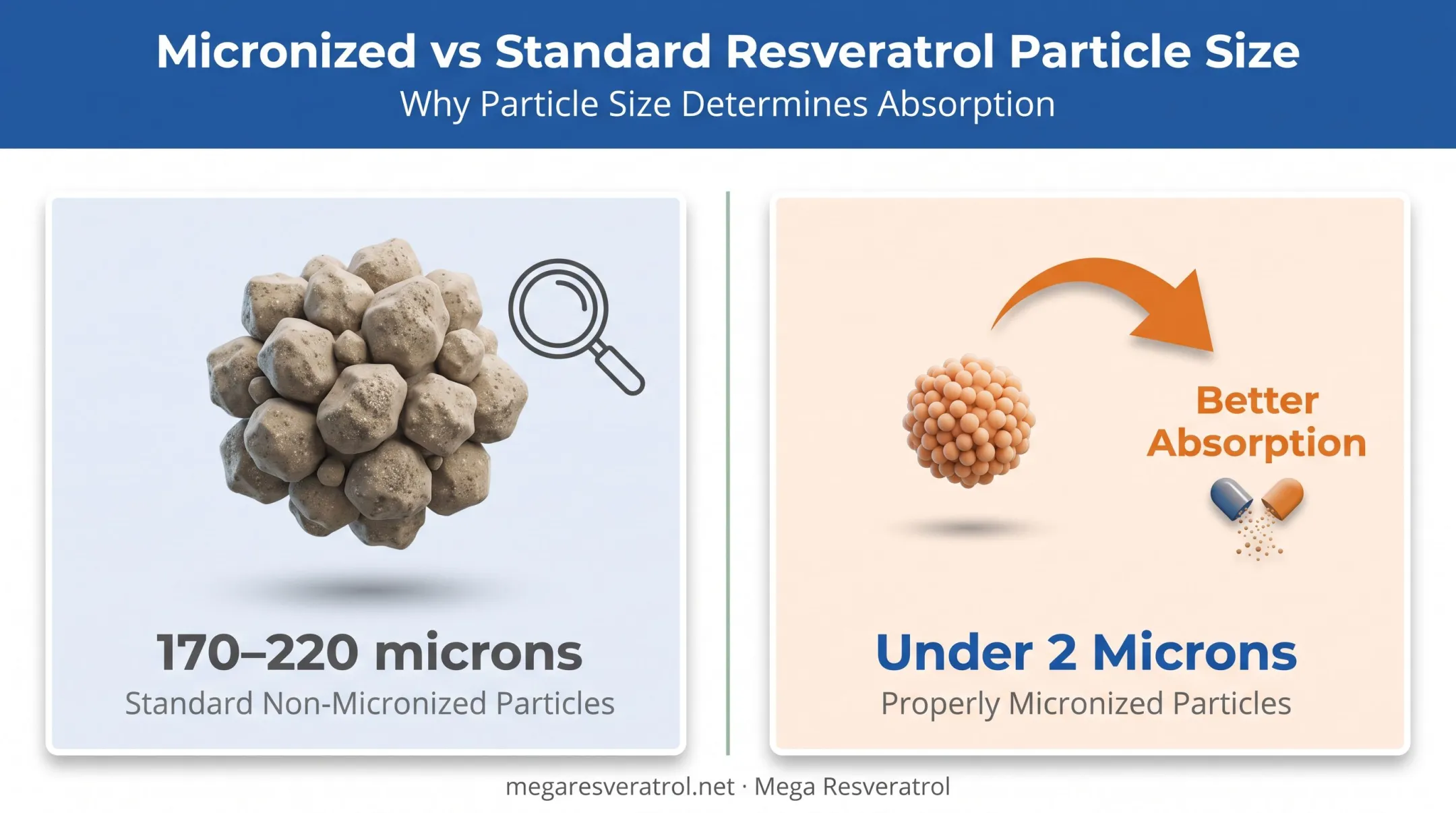 Micronized versus standard resveratrol particle size comparison diagram