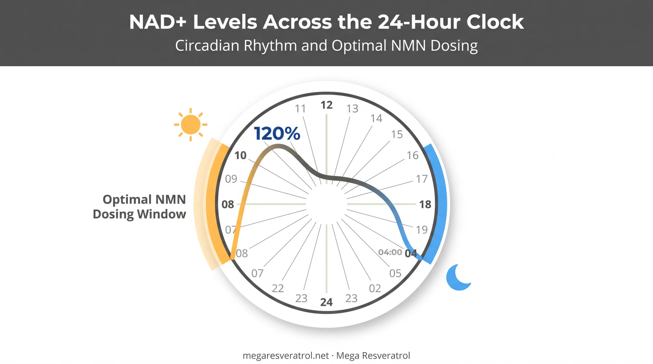 Daily NAD+ circadian rhythm chart showing morning peak and evening decline