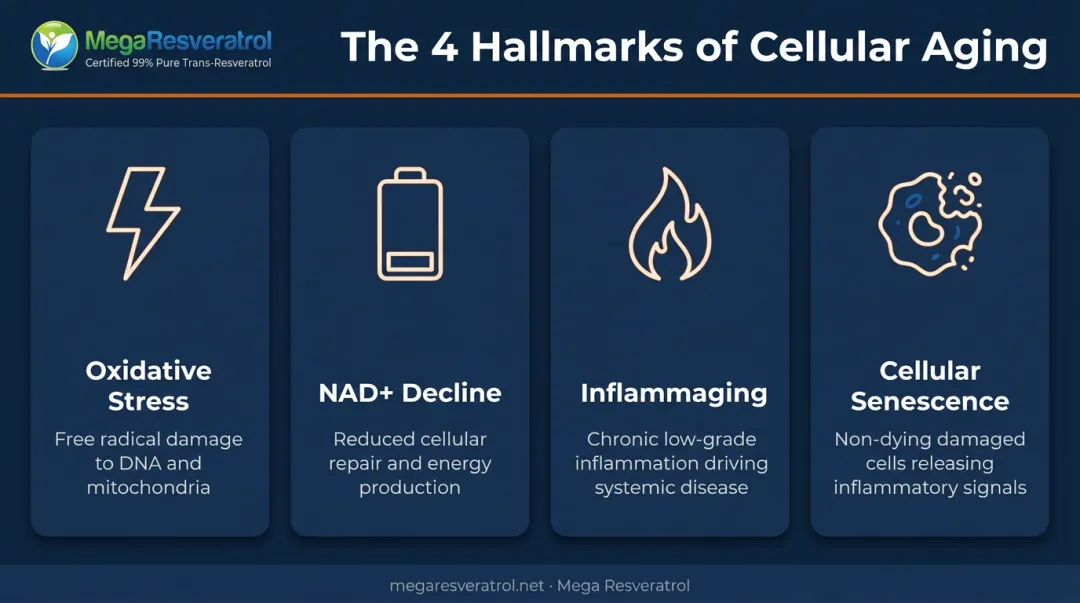 Four core hallmarks of cellular aging biology infographic overview