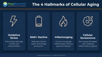 Four core hallmarks of cellular aging biology infographic overview