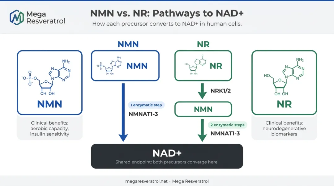 NMN versus NR NAD+ precursor conversion pathway comparison infographic