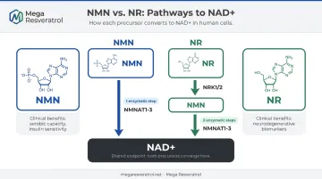 NMN versus NR NAD+ precursor conversion pathway comparison infographic