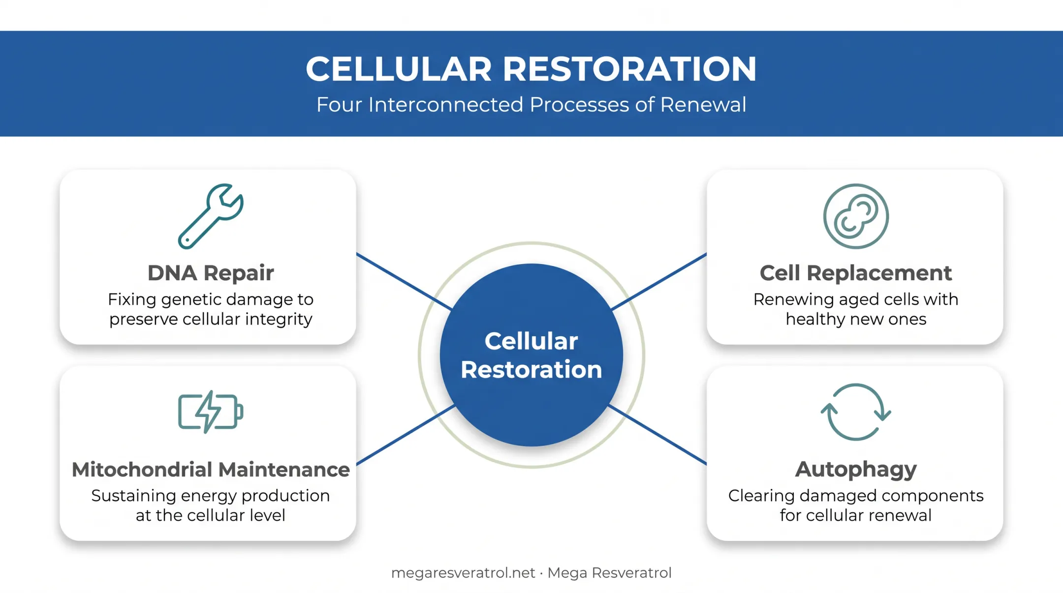 Four pillars of cellular restoration: DNA repair, energy, autophagy, cell replacement