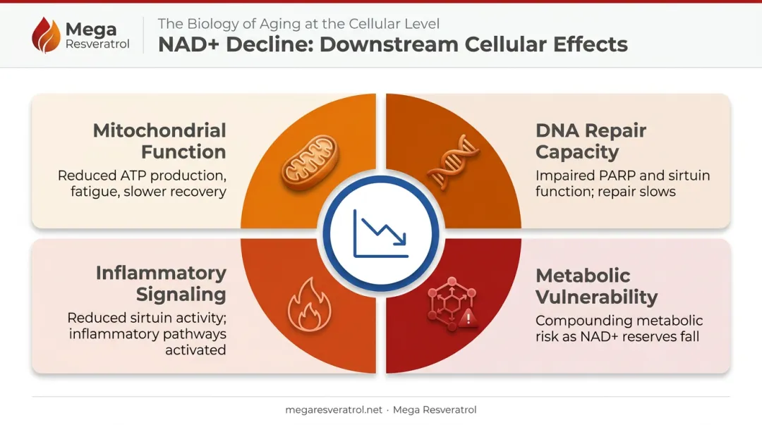 Four downstream health effects of age-related NAD+ decline in cells and tissues