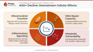 Four downstream health effects of age-related NAD+ decline in cells and tissues