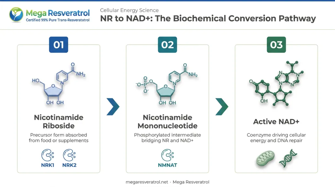 Three-step NR to NAD+ biochemical conversion pathway process flow infographic