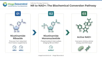 Three-step NR to NAD+ biochemical conversion pathway process flow infographic