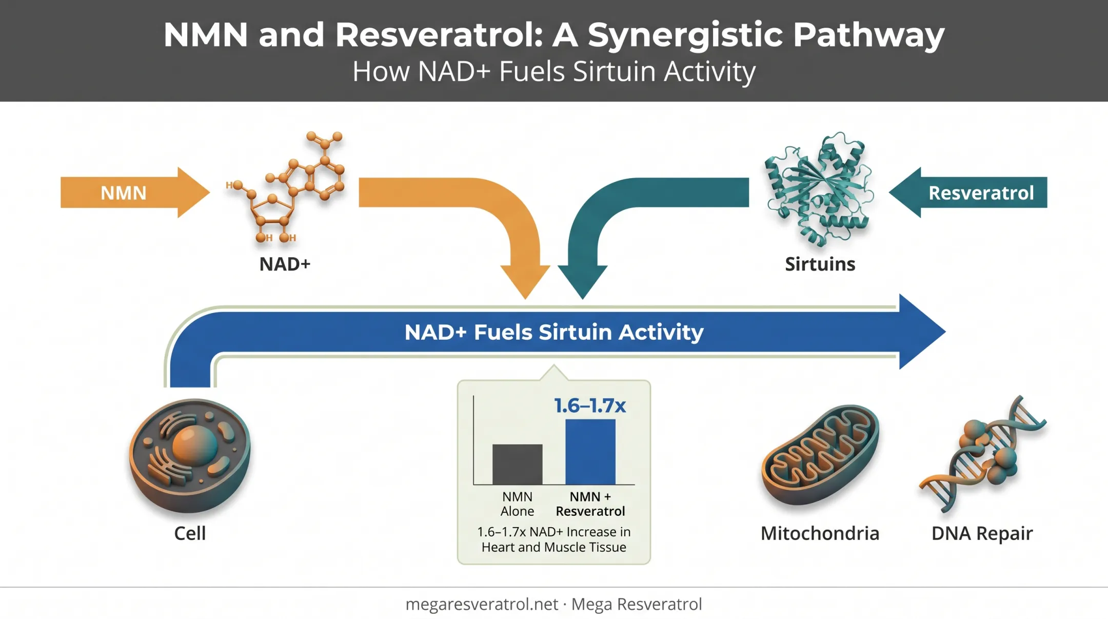 NMN and resveratrol synergy pathway showing NAD+ and sirtuin interaction