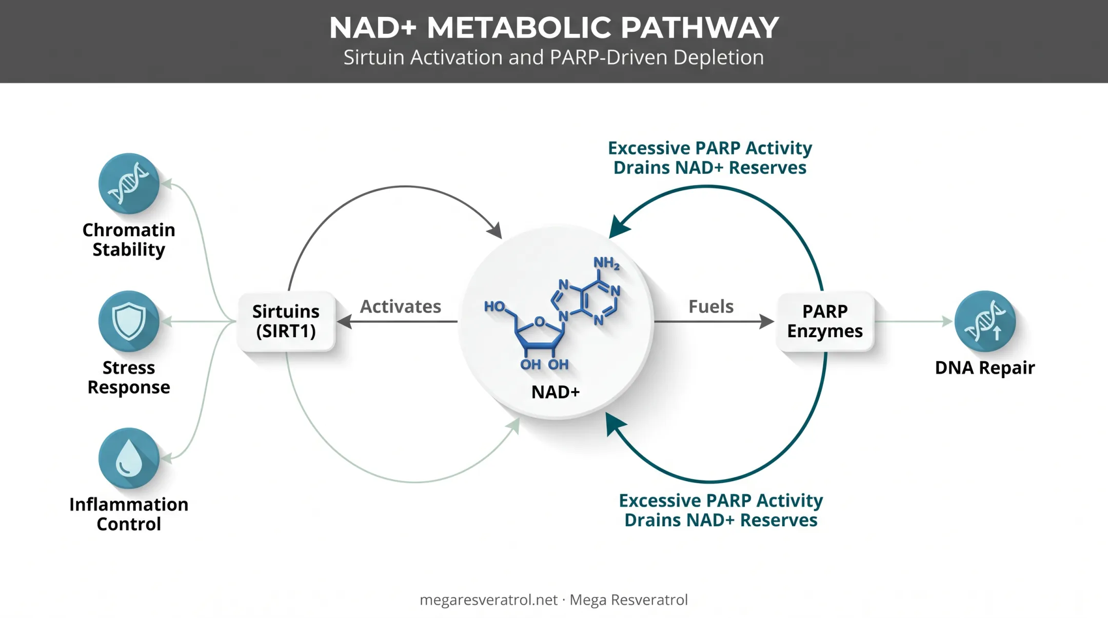 NAD+ cellular repair pathway showing sirtuins and PARP enzyme functions