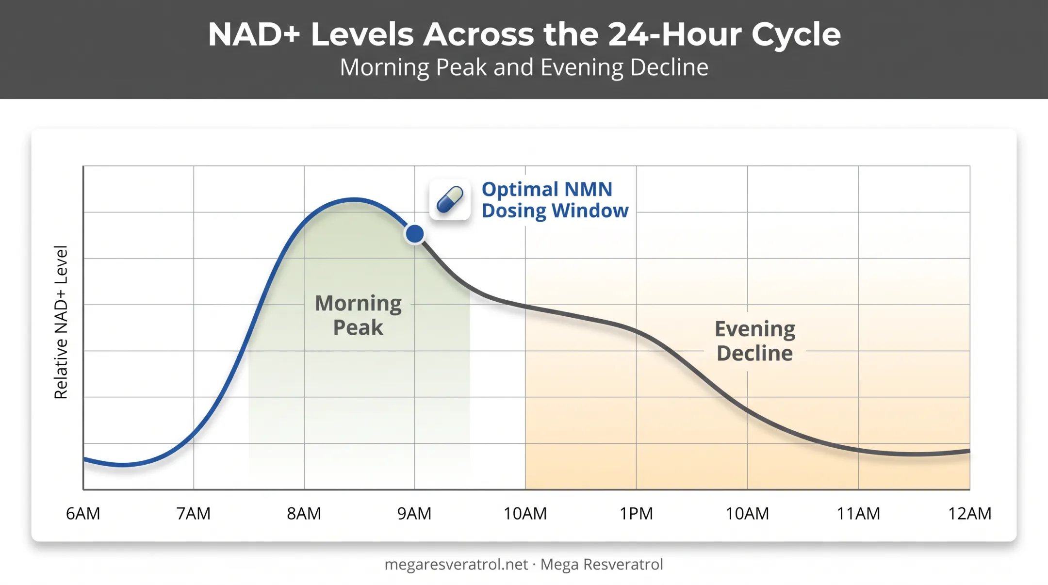 Morning versus evening NAD+ levels circadian rhythm comparison chart