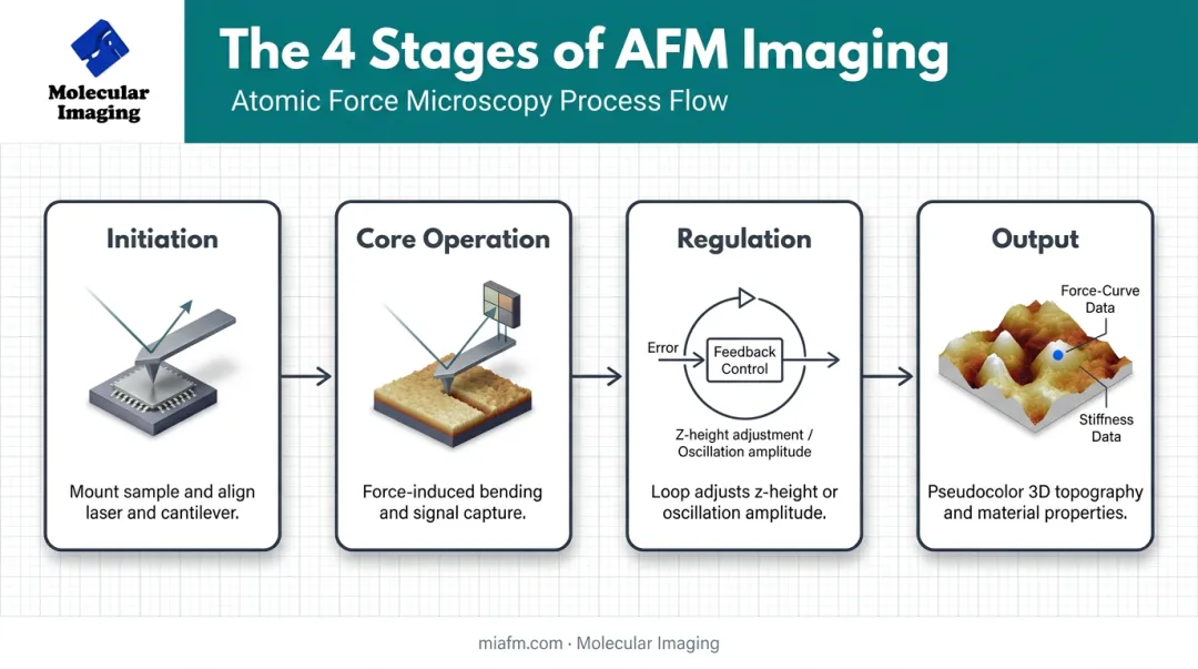 4-stage AFM imaging process from initiation to image output