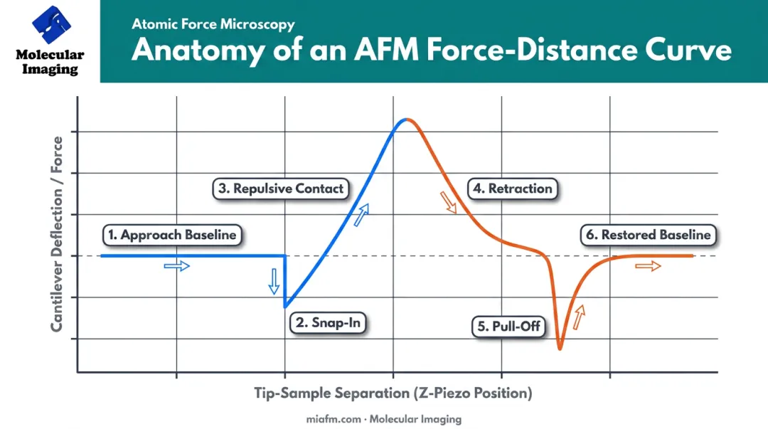 Six-stage AFM force curve diagram from approach to retraction