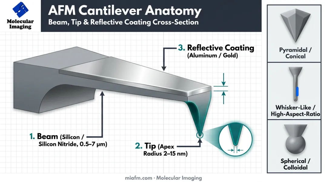 AFM cantilever anatomy diagram showing beam tip and coating