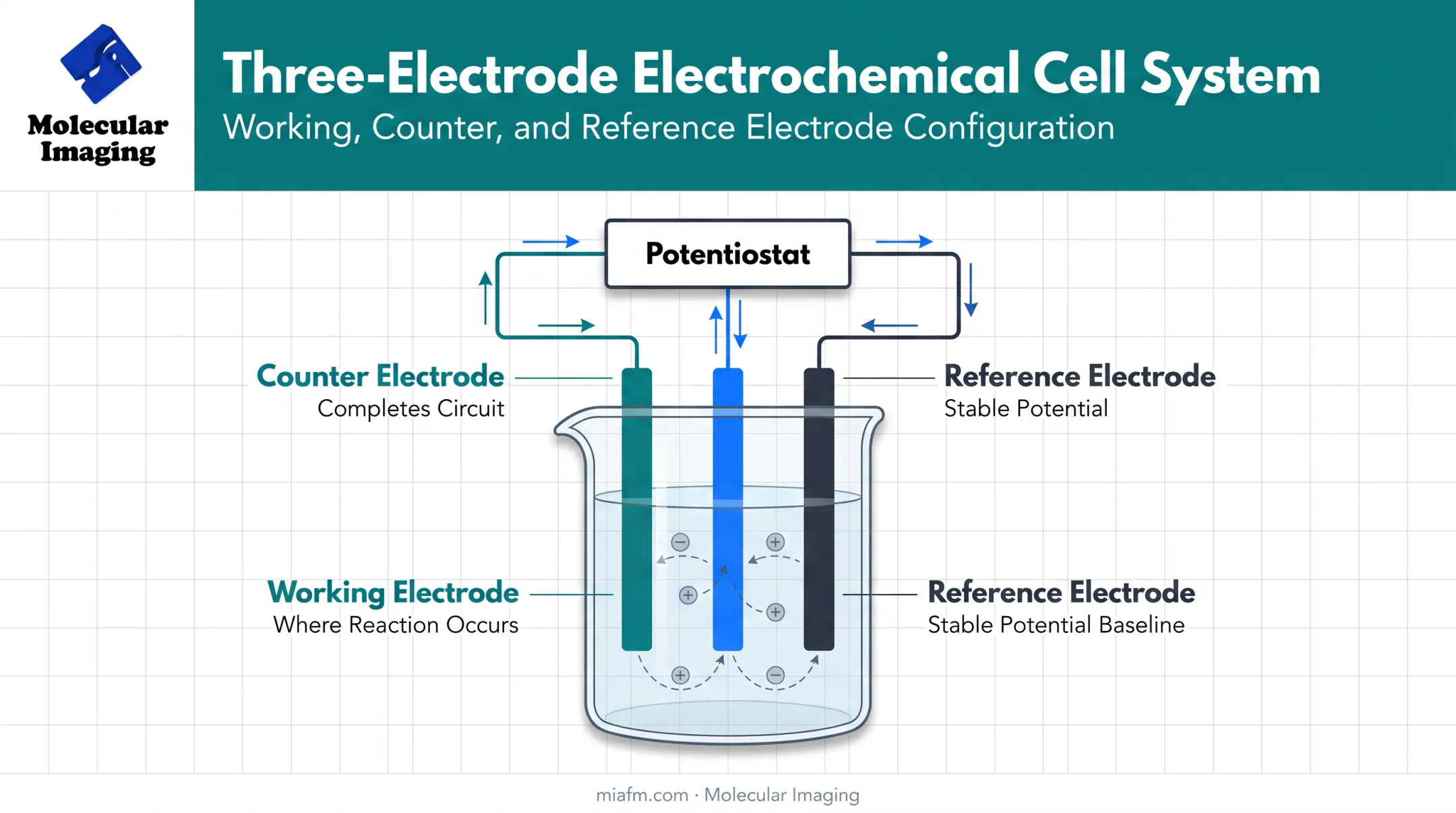Three-electrode electrochemical cell setup with working counter reference electrodes