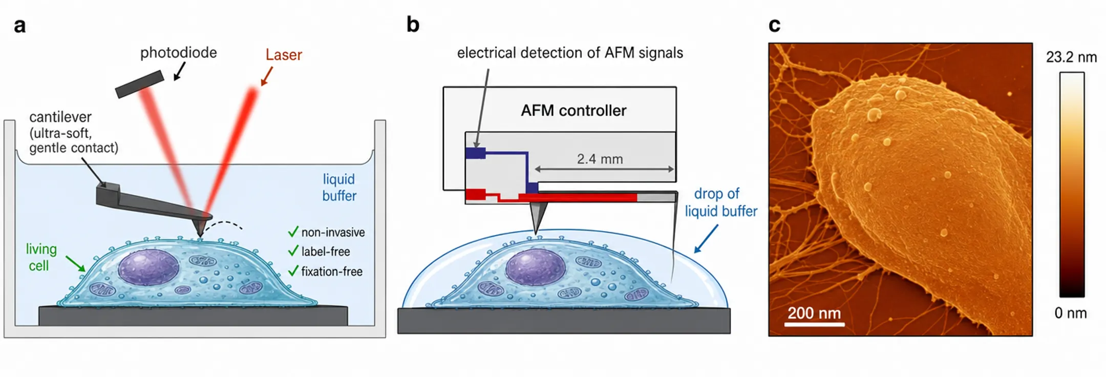 Bioatomic force microscopy imaging living cells in native liquid environment