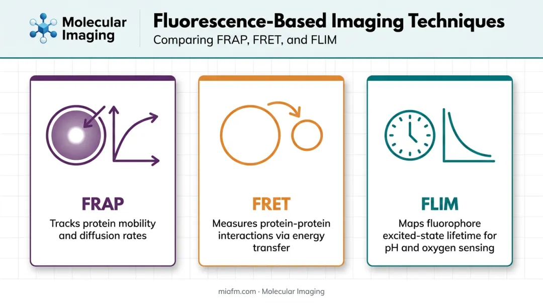 Comparison of FRAP FRET and FLIM live-cell imaging techniques
